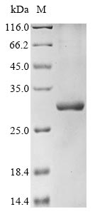 Greater than 85% as determined by SDS-PAGE.Recombinant Pseudomonas Phage Phi6 Rna-Directed Rna Polymerase (P2) Protein (His&Myc)