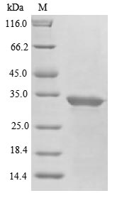 Greater than 85% as determined by SDS-PAGE.Recombinant Abrus Precatorius Abrin-A Protein (His)