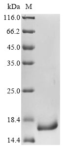 Greater than 90% as determined by SDS-PAGE.Recombinant Pseudomonas Aeruginosa Major Outer Membrane Lipoprotein (OPRI) Protein (His)