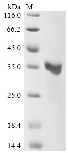 Greater than 90% as determined by SDS-PAGE.Recombinant Pseudomonas Aeruginosa Major Outer Membrane Lipoprotein (OPRI) Protein (His-GST)