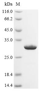 Greater than 90% as determined by SDS-PAGE.