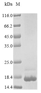 Greater than 85% as determined by SDS-PAGE.