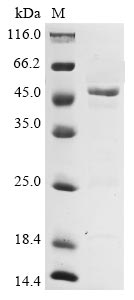 Greater than 85% as determined by SDS-PAGE.Recombinant Avian Infectious Bronchitis Virus Nucleoprotein (N) Protein (His)