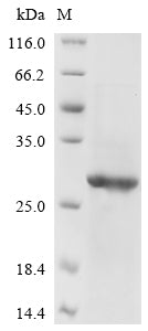 Greater than 85% as determined by SDS-PAGE.Recombinant Avian Infectious Bronchitis Virus Spike Glycoprotein (S) Protein (His)