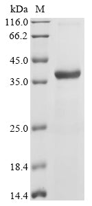 Greater than 90% as determined by SDS-PAGE.