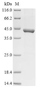 Greater than 85% as determined by SDS-PAGE.Recombinant Human Rhinovirus 1B Genome Polyprotein Protein (His&Myc)