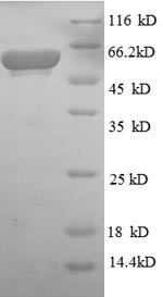 Greater than 90% as determined by SDS-PAGE.