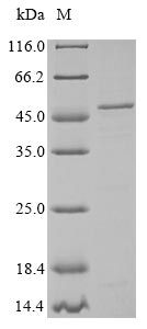 Greater than 85% as determined by SDS-PAGE.