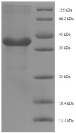 Greater than 90% as determined by SDS-PAGE.Recombinant Nicotiana Tabacum Osmotin (AP24) Protein (His-SUMO)