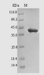 Greater than 90% as determined by SDS-PAGE.