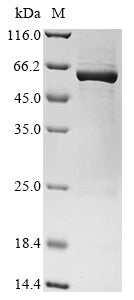 Greater than 85% as determined by SDS-PAGE.Recombinant Bacillus Megaterium Bifunctional Cytochrome P450/Nadph--P450 Reductase (CYP102A1) Protein (His&Myc)