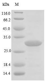 Greater than 85% as determined by SDS-PAGE.Recombinant Helicobacter Pylori Urease Subunit Alpha (UREA) Protein (His)
