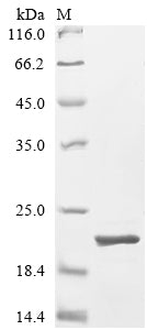 Greater than 90% as determined by SDS-PAGE.