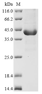Greater than 90% as determined by SDS-PAGE.
