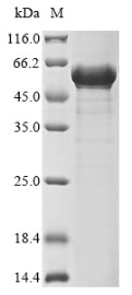 Greater than 85% as determined by SDS-PAGE.Recombinant Bovine Coronavirus Nucleoprotein (N) Protein (His)