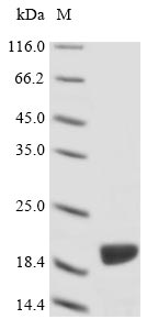 Greater than 85% as determined by SDS-PAGE.Recombinant Absidia Glauca Actin-1 (ACT1) Protein (His&Myc)