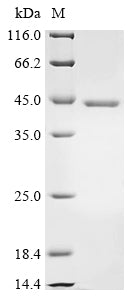 Greater than 85% as determined by SDS-PAGE.Recombinant Mumps Virus Fusion Glycoprotein F0 (F) Protein (His)