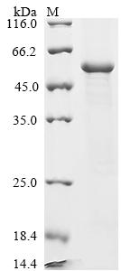 Greater than 90% as determined by SDS-PAGE.Recombinant Mumps Virus Fusion Glycoprotein F0 (F) Protein (His-SUMO)