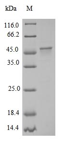 Greater than 90% as determined by SDS-PAGE.Recombinant Chicken Myosin Light Chain Kinase, Smooth Muscle (MYLK) Protein (His-SUMO&MYC)