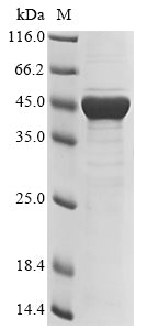 Greater than 85% as determined by SDS-PAGE.Recombinant Human Adenovirus C Serotype 5 Fiber Protein (L5) Protein (His&Myc)