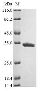 Greater than 90% as determined by SDS-PAGE.Recombinant E.Coli F41 Fimbrial Protein (FIMF41A) Protein (His&Myc)