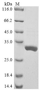 Greater than 85% as determined by SDS-PAGE.