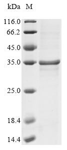 Greater than 85% as determined by SDS-PAGE.Recombinant Vaccinia Virus Imv Membrane Protein (D8L) Protein (His&Myc)