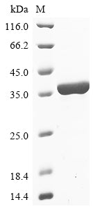 Greater than 90% as determined by SDS-PAGE.