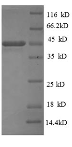 Greater than 90% as determined by SDS-PAGE.Recombinant Bordetella Pertussis Pertactin Autotransporter (PRN) Protein (His-SUMO)