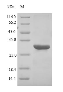 Greater than 90% as determined by SDS-PAGE.Recombinant Epstein-Barr Virus Small Capsomere-Interacting Protein (SCP) Protein (His-SUMO)