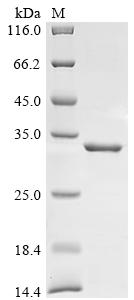 Greater than 85% as determined by SDS-PAGE.Recombinant Mouse H-2 Class Ii Histocompatibility Antigen,E-U Alpha Chain (H2-EA) Protein (His&Myc)