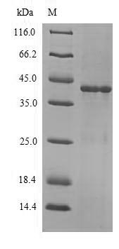 Greater than 90% as determined by SDS-PAGE.Recombinant Pseudomonas Aeruginosa Beta-Lactamase Oxa-10 (BLA) Protein (His-SUMO)