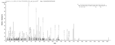 Based on the SEQUEST from database of E.coli host and target protein, the LC-MS/MS Analysis result of this product could indicate that this peptide derived from E.coli-expressed Lolium perenne (Perennial ryegrass) N/A.Recombinant Lolium Perenne Pollen Allergen Lol P 1 Protein (His&Myc)