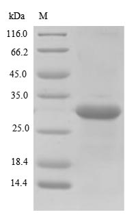 Greater than 85% as determined by SDS-PAGE.Recombinant Lolium Perenne Pollen Allergen Lol P 1 Protein (His&Myc)