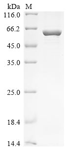Greater than 85% as determined by SDS-PAGE.Recombinant Arabidopsis Thaliana Acetolactate Synthase, Chloroplastic (ALS) Protein (His)