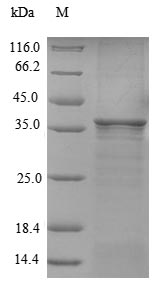 Greater than 90% as determined by SDS-PAGE.