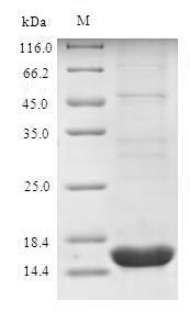 Greater than 90% as determined by SDS-PAGE.
