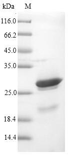 Greater than 90% as determined by SDS-PAGE.Recombinant Vaccinia Virus Protein K3 (K3L) Protein (His-SUMO)