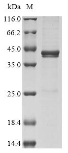 Greater than 85% as determined by SDS-PAGE.Recombinant Vaccinia Virus Protein A56 (HA) Protein (His)