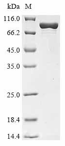 Greater than 90% as determined by SDS-PAGE.
