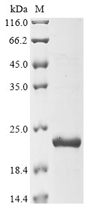 Greater than 90% as determined by SDS-PAGE.Recombinant Raphanus Sativus Late Embryogenesis Abundant Protein (PROTEIN LEA) Protein (His-KSI)