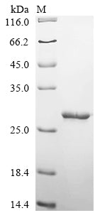 Greater than 90% as determined by SDS-PAGE.