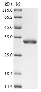 Greater than 90% as determined by SDS-PAGE.Recombinant E.Coli Nicotinamidase (PNCA) Protein (His&Myc)