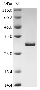 Greater than 90% as determined by SDS-PAGE.