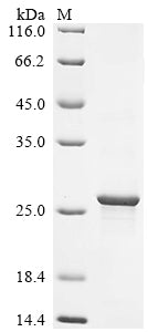 Greater than 90% as determined by SDS-PAGE.