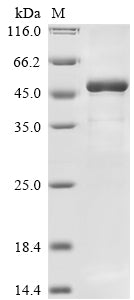 Greater than 85% as determined by SDS-PAGE.