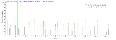 Based on the SEQUEST from database of E.coli host and target protein, the LC-MS/MS Analysis result of this product could indicate that this peptide derived from E.coli-expressed Betula pendula (European white birch) (Betula verrucosa) BETVIA.Recombinant Betula Pendula Major Pollen Allergen Bet V 1-A (BETVIA) Protein (His-SUMO)