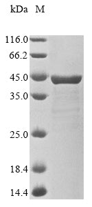 Greater than 85% as determined by SDS-PAGE.Recombinant Shigella Flexneri Invasin Ipab (IPAB) Protein (His)