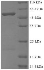 Greater than 90% as determined by SDS-PAGE.