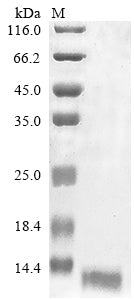Greater than 90% as determined by SDS-PAGE.Recombinant Methanothermus Fervidus Dna-Binding Protein Hmf-2 (HMFB) Protein (His)